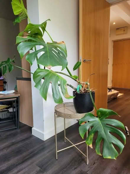 Photo of free Monstera plant with pot and table (Sale M33) #1
