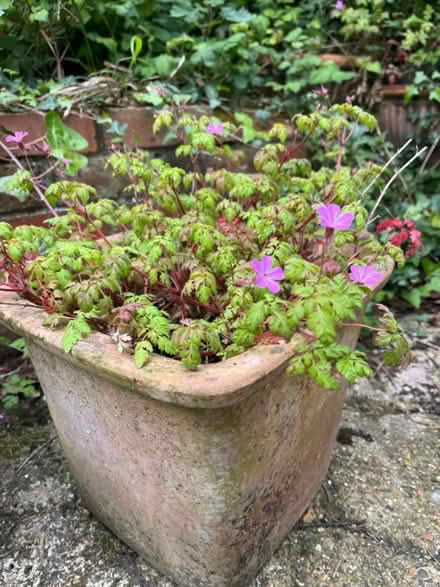 Photo of free Tuscan/Terracotta plant pot and plant (Polegate BN24) #1