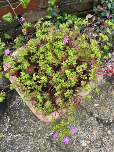 Photo of free Tuscan/Terracotta plant pot and plant (Polegate BN24) #2