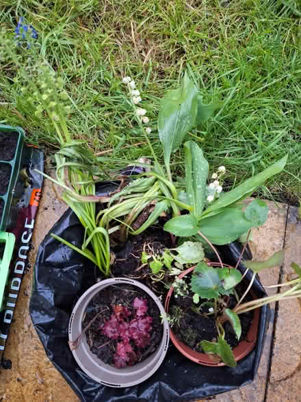Photo of free Spare plants for garden (Worcester, WR5) #1
