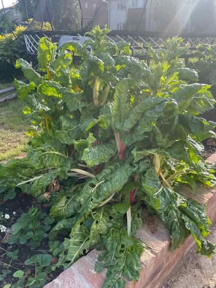 Photo of free Rainbow chard (BR3) #1