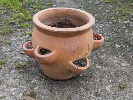Photo of free Strawberry Growing pot (Stilton) #1