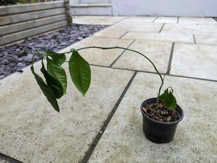 Photo of free Lemon tree seedling (Cheltenham GL51) #1