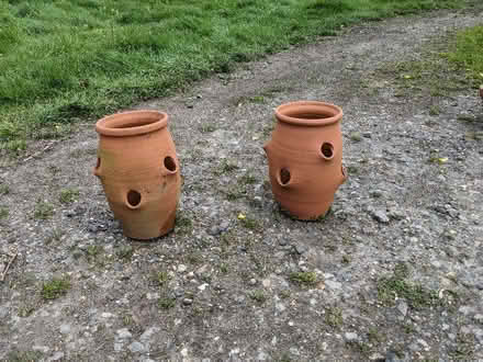 Photo of free Strawberry growing pots (Stilton) #1