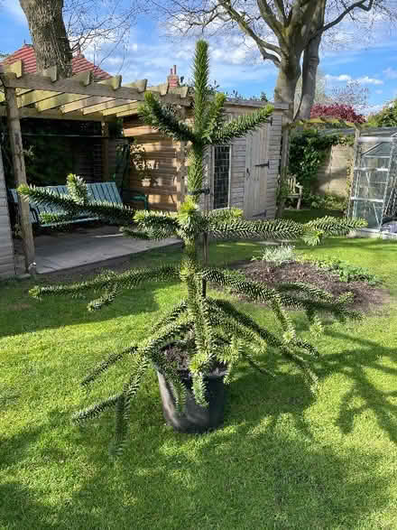 Photo of free Monkey Puzzle tree in pot (Harrogate HG2) #2