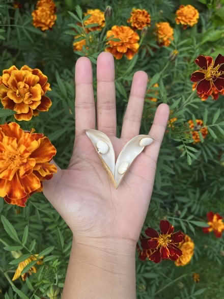 Photo of free seeds (Mississauga (Mississauga (East Credit)) #1