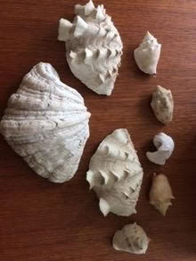 Photo of free coral and shell collection (Queen St E and Victoria Park) #2