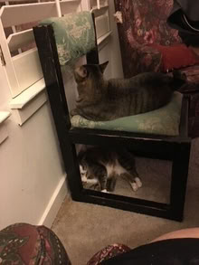 Photo of free 2 well used and well loved dining Room Chairs (20874 Waters Landing) #2