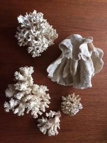 Photo of free coral and shell collection (Queen St E and Victoria Park) #1