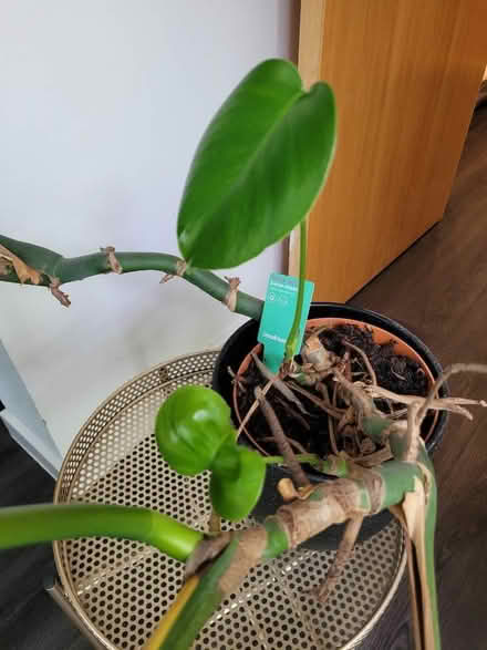 Photo of free Monstera plant with pot and table (Sale M33) #2