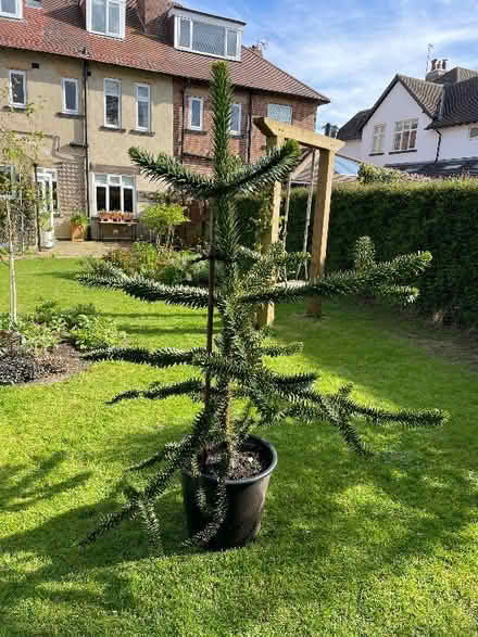 Photo of free Monkey Puzzle tree in pot (Harrogate HG2) #1