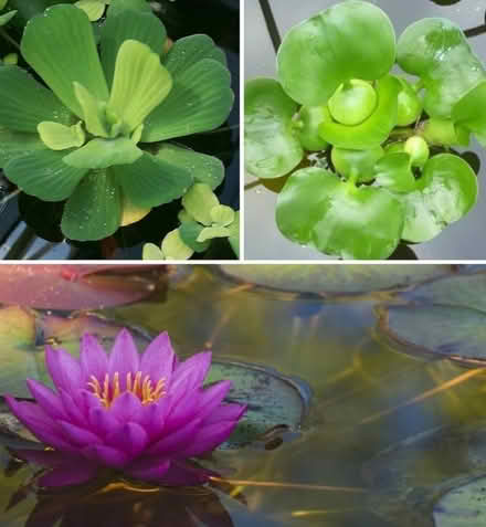 Photo of Water Plants for Koi Pond (Mont Clare, Chicago) #1