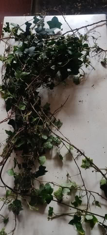 Photo of free Ivy, rooted (Marchmont EH9) #1