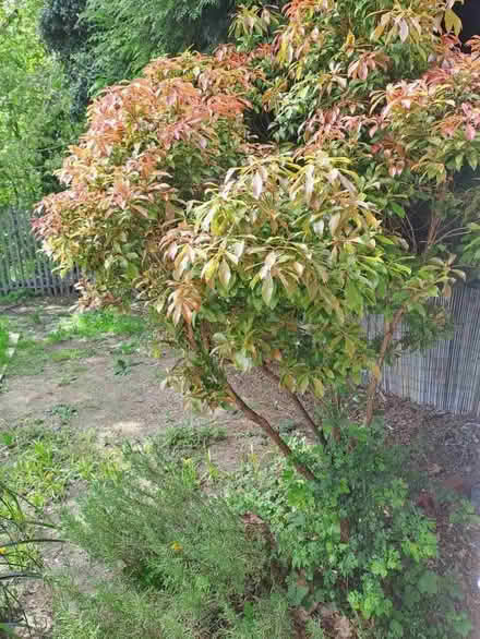 Photo of free garden plant/bush (Ellesmere Port CH65) #1