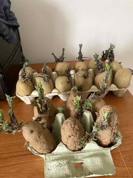 Photo of free Seed potatoes ready to plant (Penrith CA11) #1