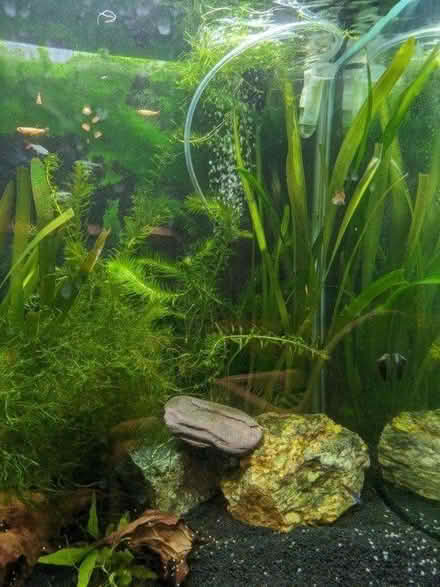 Photo of free Aquarium plants (Cheltenham GL51) #1