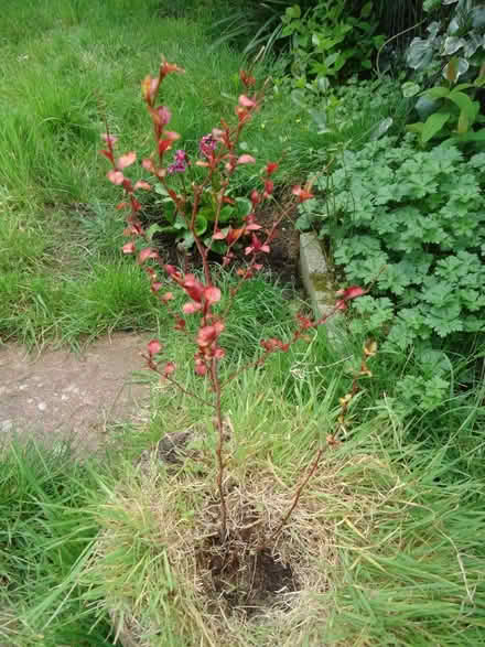 Photo of free A Plumbago that needs rescuing! (Willingdon BN20) #1