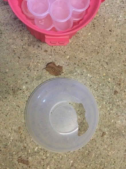 Photo of free Cup cake carrier lid broken (luton LU3) #2