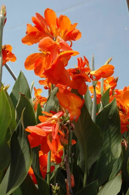 Photo of free Canna lily bulbs (North Beach) #1