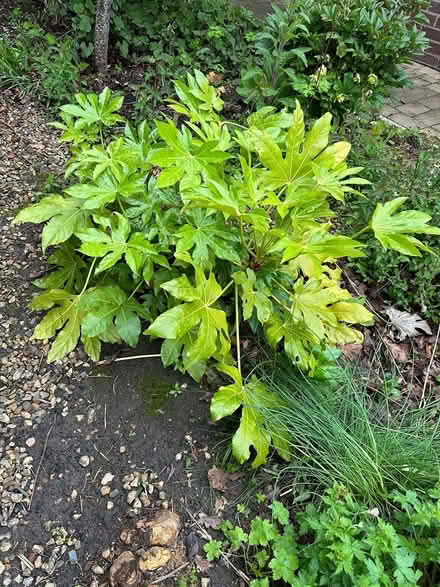 Photo of free 2nd Fatsia japonica (Broadstone BH17) #1