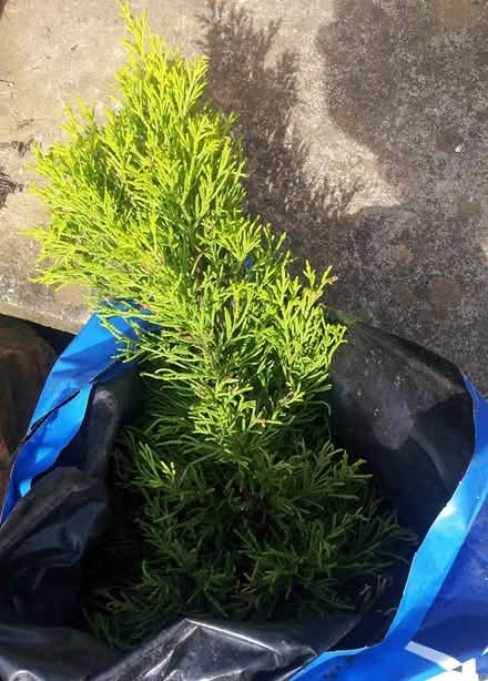 Photo of free Small conifer tree (Carlisle, Harraby. CA1) #2