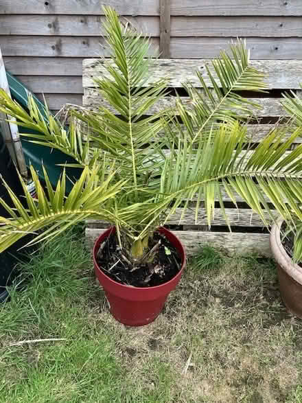 Photo of free Two garden plants in pots, can go separately (Seaside BN23) #2
