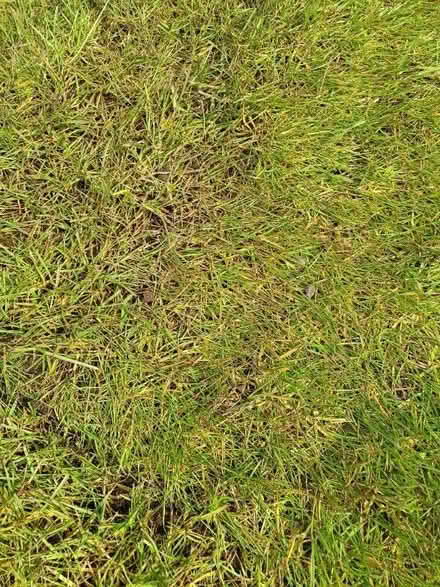 Photo of free Turf (Bolton le Sands LA5) #3