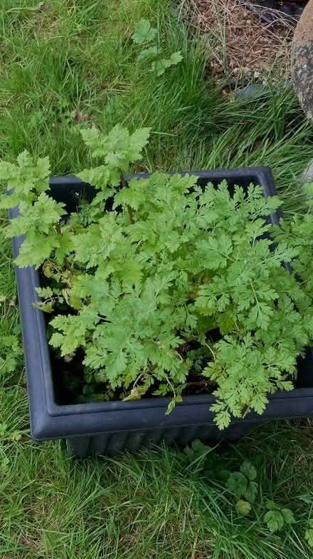 Photo of free Feverfew plant in tub (Bernards Heath AL3) #1