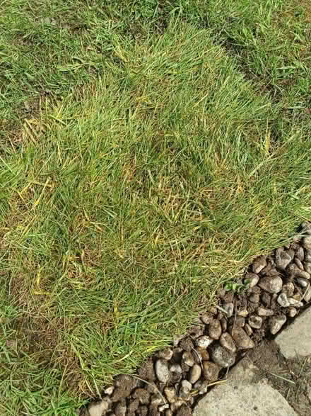 Photo of free Turf (Bolton le Sands LA5) #2