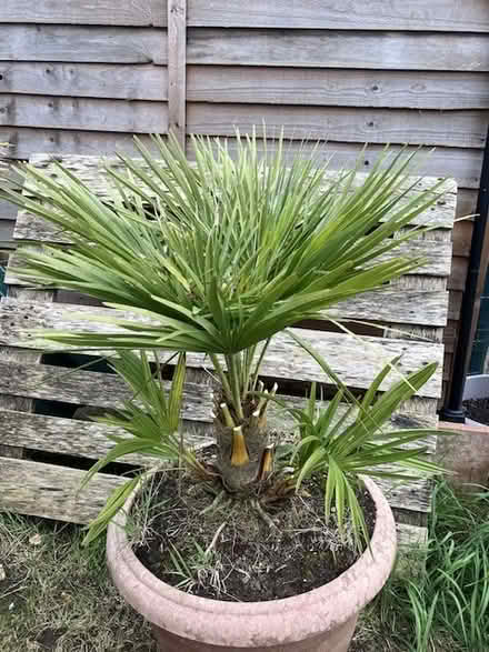 Photo of free Two garden plants in pots, can go separately (Seaside BN23) #1