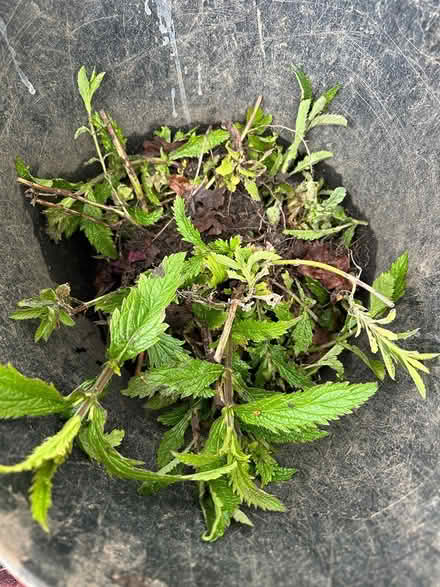 Photo of free Verbena bonariensis (Broadstone BH17) #1