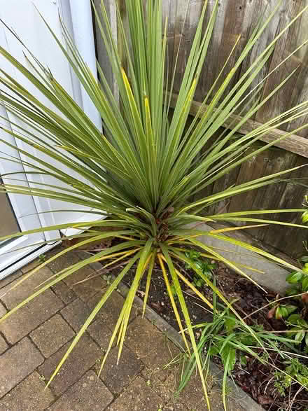 Photo of free Cordyline australis (Broadstone BH17) #1