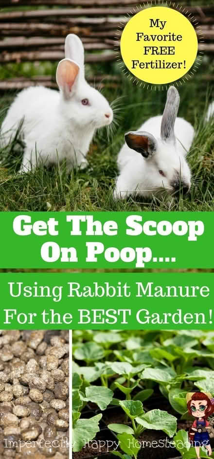 Photo of Pet Rabbit / Bird Manure (Toronto) #1