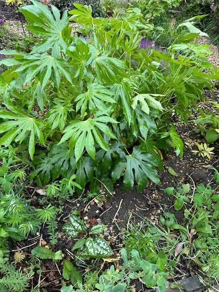 Photo of free Fatsia japonica (Broadstone BH17) #1