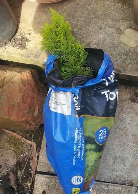 Photo of free Small conifer tree (Carlisle, Harraby. CA1) #1