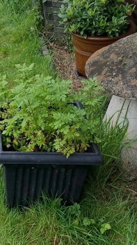 Photo of free Feverfew plant in tub (Bernards Heath AL3) #2
