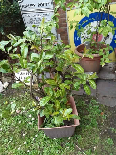 Photo of free Tree and srub. (Aintree L30) #1
