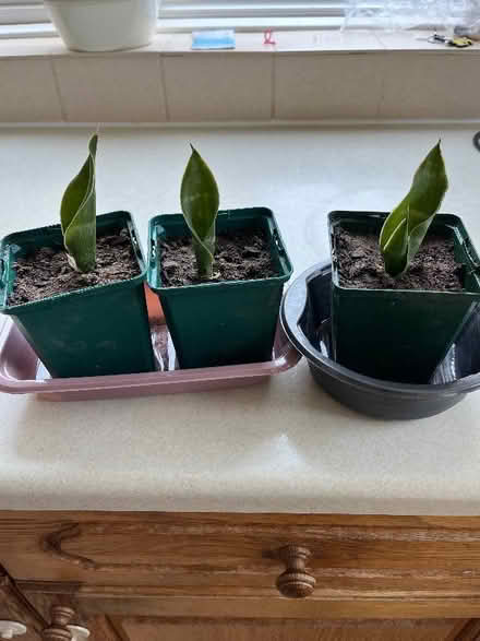 Photo of free Snake plant/mother in laws tongue (Kingsway) #1