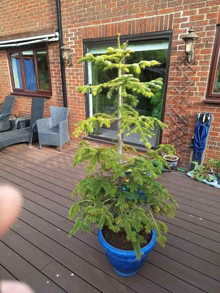 Photo of free Potted Christmas tree (Hibaldstow) #1