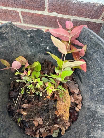 Photo of free St John’s Wart Plant (Broadstone BH17) #1