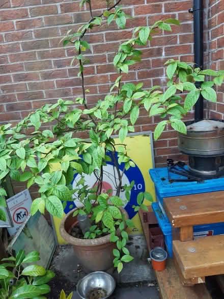 Photo of free Tree and srub. (Aintree L30) #2