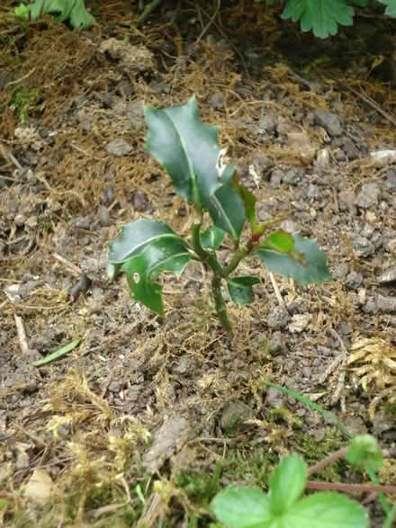 Photo of free Holly baby-sized seedling (Willingdon BN20) #1