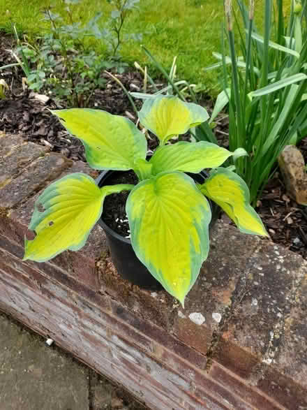 Photo of free Hosta (Orpington BR6) #1