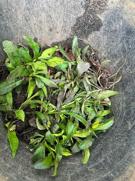 Photo of free Aster (Broadstone BH17) #1