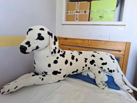 Photo of free Large stuffed toy dog (Oakley HP18) #1