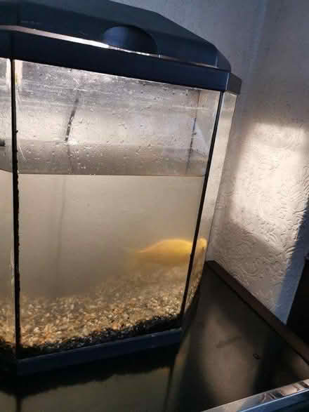 Photo of free Fish tank (Norbury SW16) #2