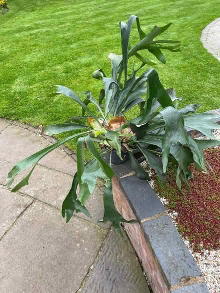 Photo of free Staghorn fern (Stockwell End WV6) #1