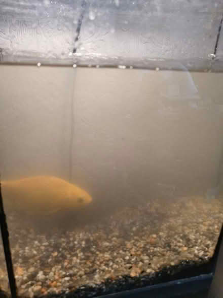 Photo of free Fish tank (Norbury SW16) #1