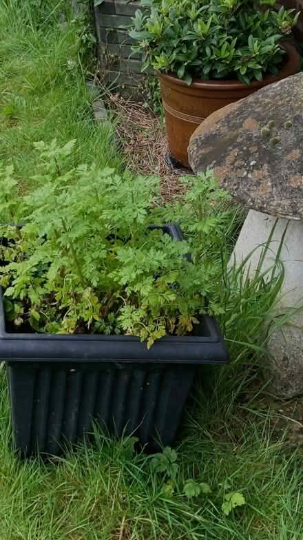 Photo of free Tanacetum parthenium (Bernards Heath AL3) #2