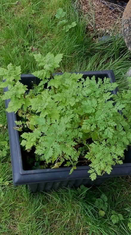 Photo of free Tanacetum parthenium (Bernards Heath AL3) #1
